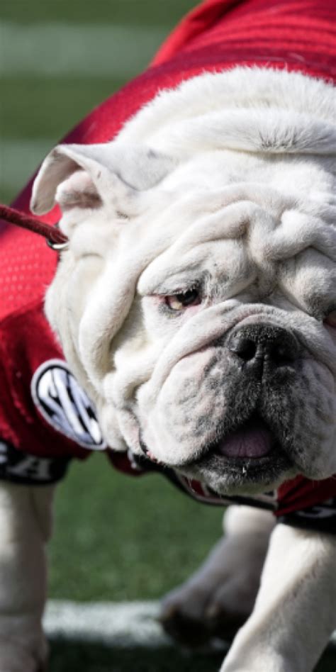 georgia bulldogs odds